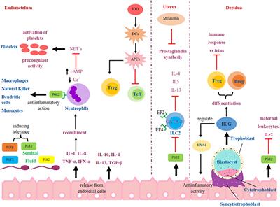 Molecules and Prostaglandins Related to Embryo Tolerance